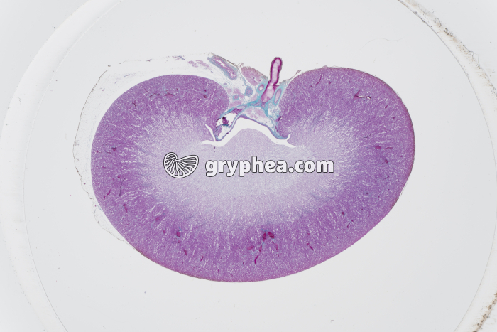 Rein Mammifère CL totale x1,5 - gryphea.com